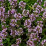 8 rostlin, které nahradí mulč: jak zastavit plevel a udržet vlhkost na zahradě 8-rostlin-ktere-nahradi-mulc-jak-zastavit-plevel-a-udrzet.webp.webp