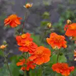 10 trvalkových květin, které se v průběhu let jen zlepšují: odborníci jmenují odrůdy 10 trvalkových květin, které se v průběhu let jen zlepšují: