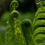 Tajemství svěžích kapradin: co dělat v březnu, aby rostlina po zimě ožila? tajemstvi-svezich-kapradin-co-delat-v-breznu-aby-rostlina-po.webp.webp