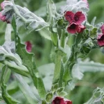 Krtci a myši se jí bojí: zasaďte si tuto rostlinu do zeleninové zahrady a na škůdce navždy zapomenete. krtci-a-mysi-se-ji-boji-zasadte-si-tuto-rostlinu.webp.webp