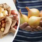 8 odrůd cibule, které nikdy nevystřelují: na co se zaměřit