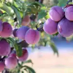 I "stará" švestka přinese kbelíky ovoce: jak ji na jaře prořezat? i-stara-svestka-prinese-kbeliky-ovoce-jak-ji-na-jare.webp.webp