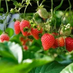 Bobule budou malé a kyselé: nebezpeční sousedé jahod, o kterých málokdo ví. bobule-budou-male-a-kysele-nebezpecni-sousede-jahod-o-kterych.webp.webp