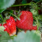 Bobule nebudou mít kam jít: čím krmit jahody, abyste získali bohatou úrodu sladkých plodů? bobule-nebudou-mit-kam-jit-cim-krmit-jahody-abyste-ziskali.webp.webp