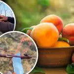 Broskev po mrazu: chyba, kterou byste neměli dělat při jarním