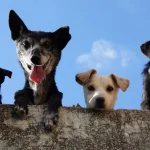 Byli byste překvapeni: kolika slovům psi skutečně rozumí. byli-byste-prekvapeni-kolika-slovum-psi-skutecne-rozumi.webp.webp