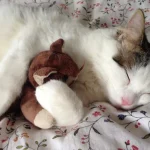 Chlupatí sběratelé: 7 nejpodivnějších předmětů, které kočky sbírají chlupati-sberatele-7-nejpodivnejsich-predmetu-ktere-kocky-sbiraji.webp.webp