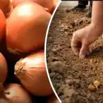 Cibule roste několikanásobně lépe: zahradník odhalil jednoduchou metodu výsadby pod zimou. Cibule roste několikanásobně lépe: zahradník odhalil jednoduchou metodu výsadby pod