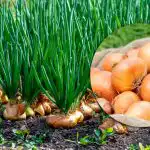 Cibule vyroste obrovská a bez hniloby: odborníci vyzývají, abyste záhon