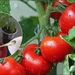 Co hodit do díry, abyste sklidili ranou sklizeň rajčat: tajemství