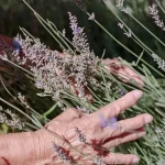 Co je třeba udělat v březnu pro svěží levandulové keře co-je-treba-udelat-v-breznu-pro-svezi-levandulove-kere.webp.webp