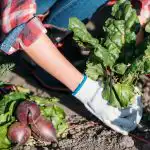 Co nepěstovat na zeleninové zahrádce: zahrádkáři jmenovali 5 problematických rostlin, které je snazší koupit Co nepěstovat na zeleninové zahrádce: zahrádkáři jmenovali 5 problematických rostlin,