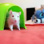 Co se stane, když dáte potkana do klece samotného: o čem výrobci "ideálních" domů mlčí co-se-stane-kdyz-date-potkana-do-klece-samotneho-o.jpg