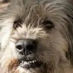 Co se stane, když si nevšimnete, že kognitivní schopnosti staršího psa slábnou: první příznaky co-se-stane-kdyz-si-nevsimnete-ze-kognitivni-schopnosti-starsiho.jpg