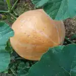 Co se stane, když zasadíte dýni vedle hromady kompostu: ideální sousedství co-se-stane-kdyz-zasadite-dyni-vedle-hromady-kompostu-idealni.jpg