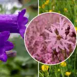 Co zasadit do stínu: šest divokých květin, které rostou bez