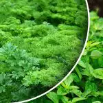 Dejte úrodu za měsíc: co můžete zasít nebo zasadit v