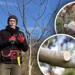 Hniloba místo hojení: které rány by se po prořezání neměly ošetřovat Hniloba místo hojení: které rány by se po prořezání neměly