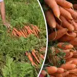 Jak poznat, kdy je mrkev zralá - nejlepší dny pro sklizeň Jak poznat, kdy je mrkev zralá - nejlepší dny pro