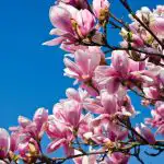 Jak přesadit magnólii, aby se stromek na novém místě určitě uchytil? Jak přesadit magnólii, aby se stromek na novém místě určitě