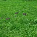 Jak přesně zalévat trávník po sekání, aby se rychle zotavil? jak-presne-zalevat-travnik-po-sekani-aby-se-rychle-zotavil.jpg