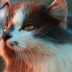 Jak se naučit zvládat emoce: rady psychologů jak-se-naucit-zvladat-emoce-rady-psychologu.webp.webp