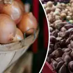 Jak se šalotka liší od běžné cibule: co je lepší