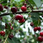 Jak získat dobrou úrodu bobulí: odborníci řekli, co třešně milují