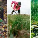 Jak zničit pařez na pozemku: jednoduchá metoda bez lopaty