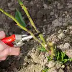 Jarní prořezávání růží stimuluje kvetení: v létě kvetou jako nikdy