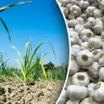 Je důležité se zahřát: čím posypat česnek, aby rostly hlavy