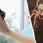 Jeden výrobek vyčistí okna do lesku a zbaví je pavouků: