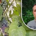 Jednoduchý trik pro dobrou úrodu: zahradník odhalil hlavního nepřítele hroznů