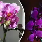 Kam s orchidejemi: britští odborníci určili ideální místo v bytě