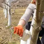 Kdy a jak nejlépe bílit stromy: žádný škůdce nestačí