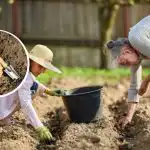 Kdy sázet brambory pro rekordní sklizeň: odborníci určili nejlepší termíny Kdy sázet brambory pro rekordní sklizeň: odborníci určili nejlepší termíny