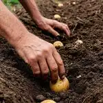 Kdy sázet brambory v dubnu 2026: šťastné a nebezpečné dny