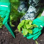 Kdy sázet jahody na podzim, abyste na jaře mohli sbírat