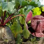 Kdy sklízet červenou řepu v roce 2025: jsou jmenovány dva