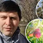 Kudrlinky nemají šanci: odborník odhaluje účinný systém ochrany broskví