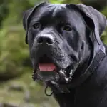 Kynolog vyjmenoval 3 plemena psů, která by se nikdy nedostala: jaký je důvod, proč? kynolog-vyjmenoval-3-plemena-psu-ktera-by-se-nikdy-nedostala.webp.webp