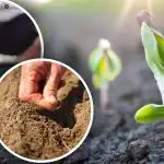 Lunární kalendář zahradníka na duben: co a kdy sázet na zahradě a na zeleninové zahrádce Lunární kalendář zahradníka na duben: co a kdy sázet na