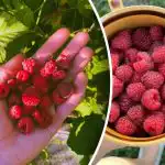 Maliny nebudou mít kam zmizet: co dát v březnu pod keře, abyste měli bohatou úrodu? Maliny nebudou mít kam zmizet: co dát v březnu pod