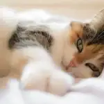 Mohou všechny kočky mrouskat: veterináři došli k nečekanému závěru mohou-vsechny-kocky-mrouskat-veterinari-dosli-k-necekanemu-zaveru.webp.webp