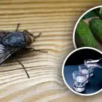 Mouchy zmizí okamžitě: nejlepší přírodní prostředky proti hmyzu Mouchy zmizí okamžitě: nejlepší přírodní prostředky proti hmyzu