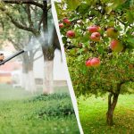 Mšice se už nikdy nedotknou jabloní: účinné dvousložkové řešení Mšice se už nikdy nedotknou jabloní: účinné dvousložkové řešení