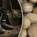 Nejhorší dny: kdy v září nekopat brambory