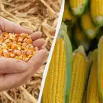 Nejlepší období pro setí kukuřice v roce 2025: nepropásněte ho