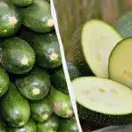 Některé kvůli výnosu, jiné kvůli chuti: jaké odrůdy cuket zvolit