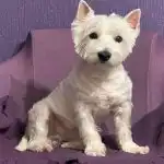 O kolik let můžete prodloužit život svého domácího mazlíčka správnou stravou: nová doporučení o-kolik-let-muzete-prodlouzit-zivot-sveho-domaciho-mazlicka-spravnou.jpg